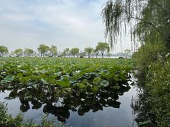 -无锡蠡湖国家湿地公园-蠡园
