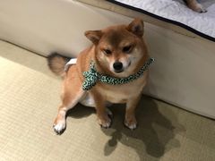 -逗柴咖啡屋·狗咖猫咖宠物桌游
