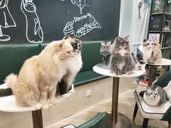 -安格丽娜·狗咖·猫咖羊驼咖(春熙路百盛商场店)