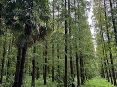 -黄海国家森林公园