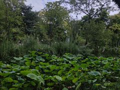 -花溪公园