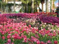 -东南花都花博园