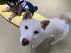 -逗柴咖啡屋·狗咖猫咖宠物桌游