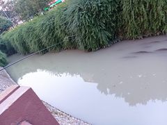 -神仙树公园