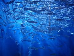 -成都浩海立方海洋公园