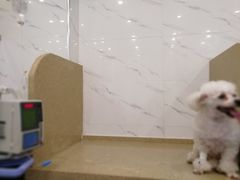 -伟伟宠物医院·CT影像中心·瑞派犬猫综合性门诊(汉口总院)