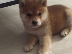 -pd派德宠物中心医院24H急重症·眼科中心·血液透析中心(嵩山北路店)