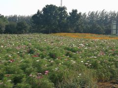 -石家庄市植物园