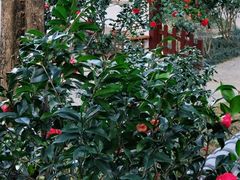 -深圳国际园林花卉博览园