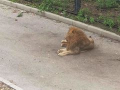 -大连森林动物园