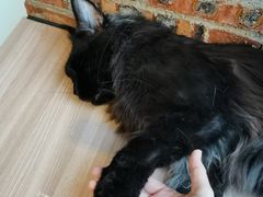 -豆逗聊愈猫阁Easy Life