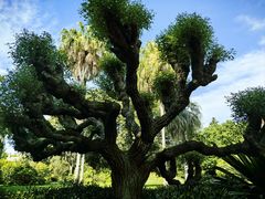 -墨尔本皇家植物园