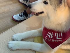 -Husky Go! 哈士奇体验馆·宠物咖啡厅狗咖