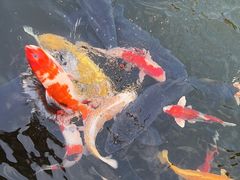 -同里湖大饭店-怡景轩中餐厅(同里古镇店)