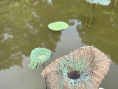 -番禺大夫山森林公园
