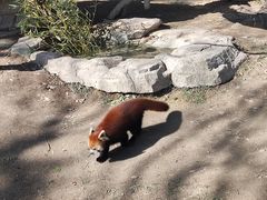 -上海野生动物园