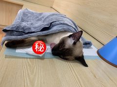 -乐派堂宠物医院·猫友好· 心脏科(东街店)