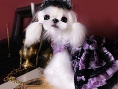 -萌宠之家·腊肠犬·马尔泰·小体犬舍