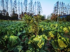 -前小桔亲子创意农场·草莓采摘·露营烧烤
