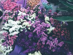 -桂林市花鸟市场