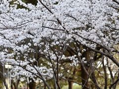 -高东镇樱花园