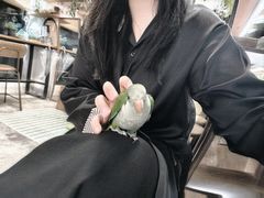 -吉丁鸟咖·异宠·寄养