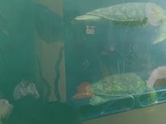 -广东惠东海龟国家级自然保护区