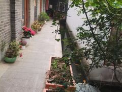 -两棵枇杷树