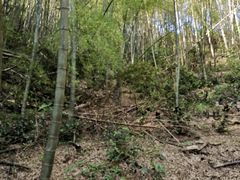 -长沙黑麋峰国家森林公园