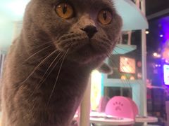 -猫小院猫主题餐厅(三里屯店)