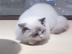 -momokira米努特·德文卷毛猫·棉花面纱犬