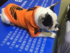 -瑞鹏宠物医院·爱宠堂·骨外专科(西荷分院)