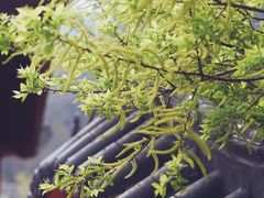 -太平万花山景区