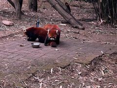 -成都大熊猫繁育研究基地
