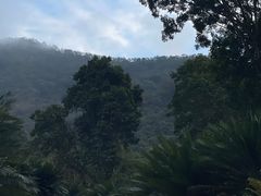 -深圳仙湖植物园