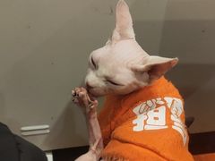 -猫小院猫主题咖啡厅(北锣店)