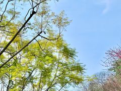 -重庆彩云湖湿地公园