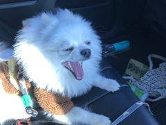 -百好乐宠物友好餐厅(朝外大街店)