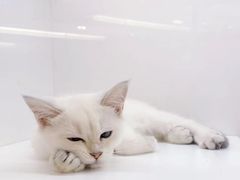 -三花喵·撸猫购宠·宠物生活馆(虹桥南丰城店)