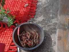 -同銮特种养殖场·龙虾垂钓