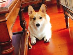 -翊宠yipet猫狗购宠庄园犬舍•猫舍