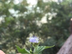 -羚羊峡古栈道森林公园