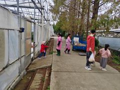 -前小桔亲子创意农场·草莓采摘·露营烧烤