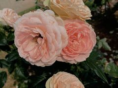 -人民公园(罗湖区)