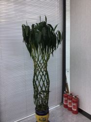 -悟空祛痘·诺奖技术专业店