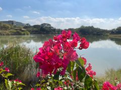 -福田红树林生态公园