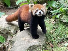 -深圳野生动物园