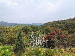 -贵州百里杜鹃风景名胜区