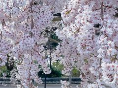 -醍醐寺