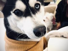 -怪兽屋·羊驼·猫咖·狗咖(俊华广场店)